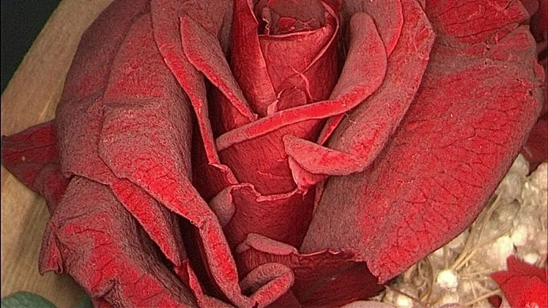 腹腔镜都有什么品牌厚积薄发 ｜ 鹰利视原研4K腹腔镜摄像系统比肩进口产品！_https://www.jmylbn.com_新闻资讯_第12张